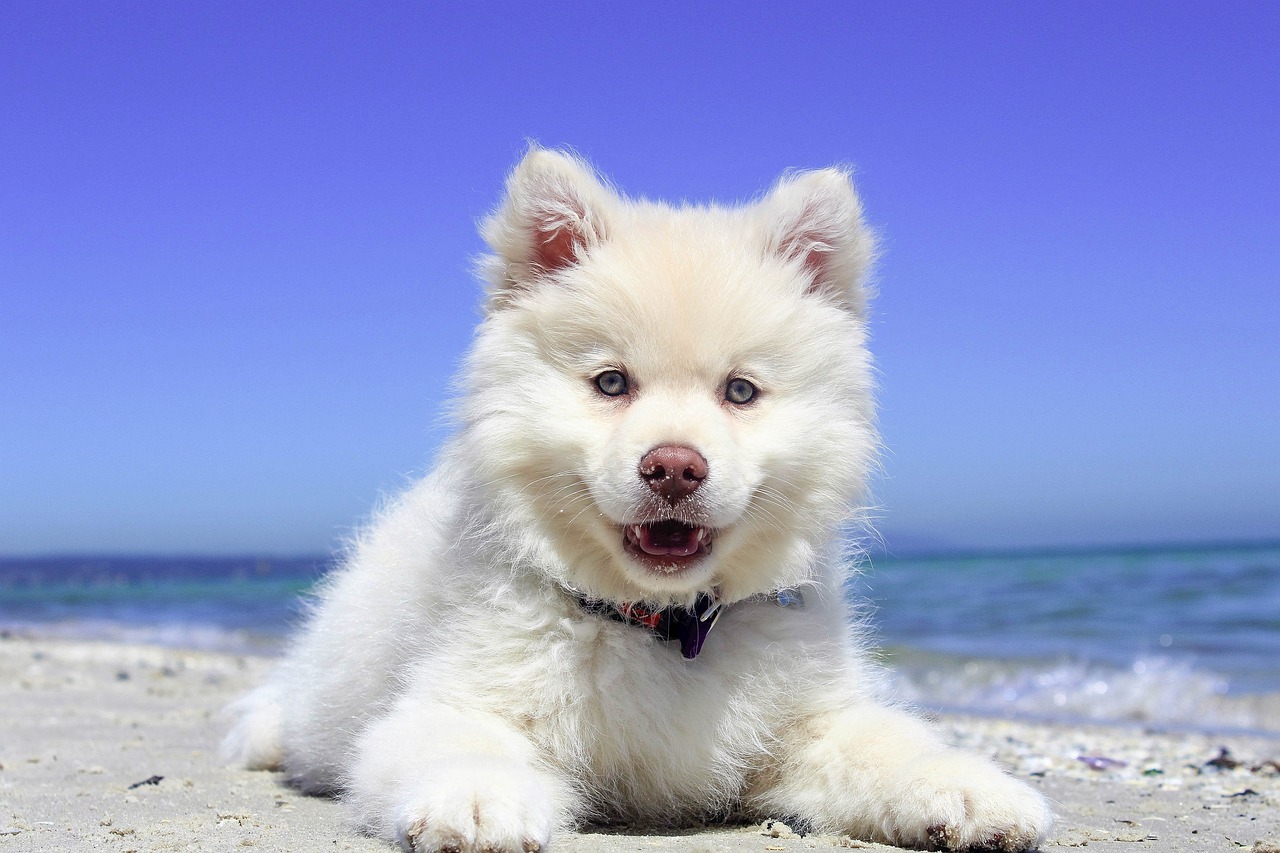 Op pad met je pup: Hoe je reisplezier kunt combineren met de zorg voor een jonge hond